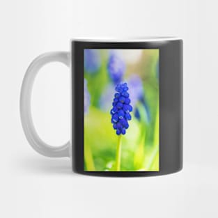 Single blue grape hyacinth Mug